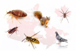 pest control service