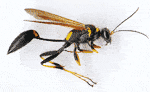 Mud Daubers