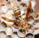 Paper-Wasp--Polistes-fuscat