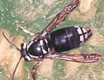 baled_faced_hornet