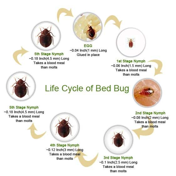 lifecycle