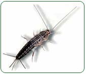 Silverfish Control, Residential, Terminix Canada