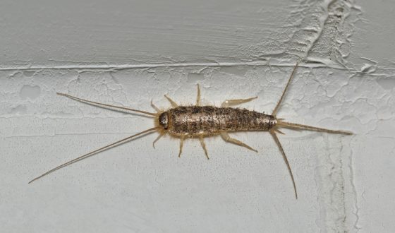 Everything You Need to Know About Silverfish - Metro Vancouver Pest ...